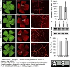 Anti Mouse Collagen IV Antibody gallery image 2