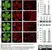 Anti Mouse Collagen IV Antibody thumbnail image 2