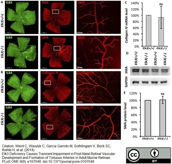 Anti Mouse Collagen IV Antibody gallery image 2