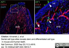 Anti Mouse Collagen IV Antibody gallery image 20