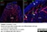 Anti Mouse Collagen IV Antibody thumbnail image 20