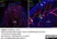 Anti Mouse Collagen IV Antibody thumbnail image 20