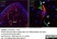 Anti Mouse Collagen IV Antibody thumbnail image 21