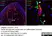 Anti Mouse Collagen IV Antibody thumbnail image 21