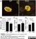 Anti Mouse Collagen IV Antibody thumbnail image 23