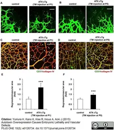 Anti Mouse Collagen IV Antibody gallery image 24
