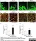 Anti Mouse Collagen IV Antibody thumbnail image 24
