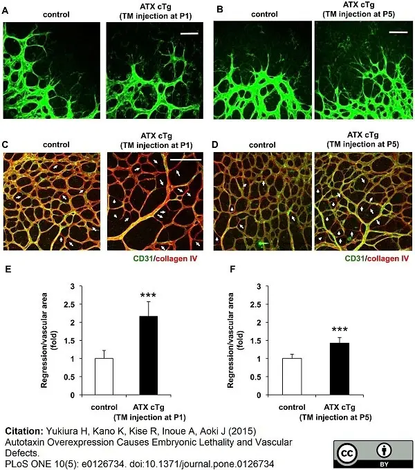 Anti Mouse Collagen IV Antibody gallery image 24