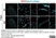 Anti Mouse Collagen IV Antibody thumbnail image 26