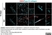 Anti Mouse Collagen IV Antibody thumbnail image 27