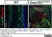 Anti Mouse Collagen IV Antibody thumbnail image 28