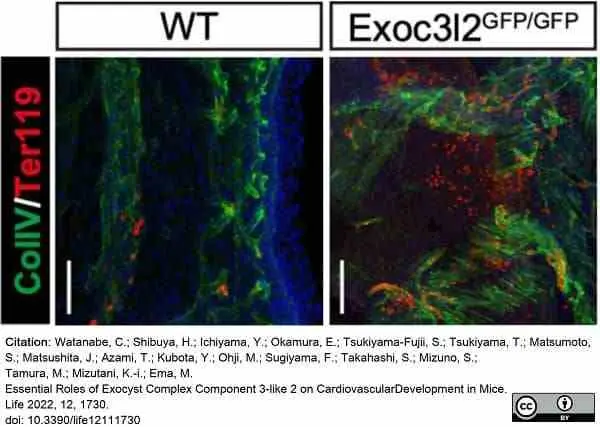 Anti Mouse Collagen IV Antibody gallery image 28