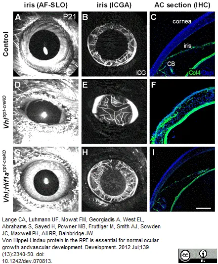 Anti Mouse Collagen IV Antibody gallery image 3