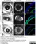 Anti Mouse Collagen IV Antibody thumbnail image 3