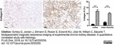 Anti Mouse Collagen IV Antibody gallery image 30