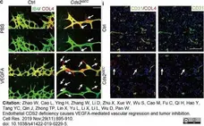 Anti Mouse Collagen IV Antibody gallery image 31