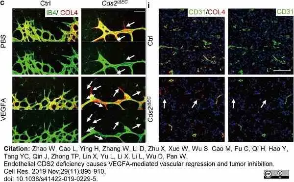 Anti Mouse Collagen IV Antibody gallery image 31