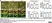 Anti Mouse Collagen IV Antibody thumbnail image 32
