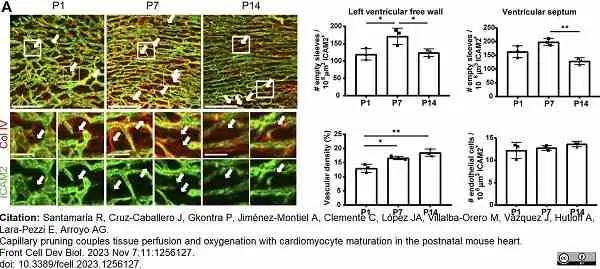 Anti Mouse Collagen IV Antibody gallery image 32