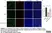 Anti Mouse Collagen IV Antibody thumbnail image 34