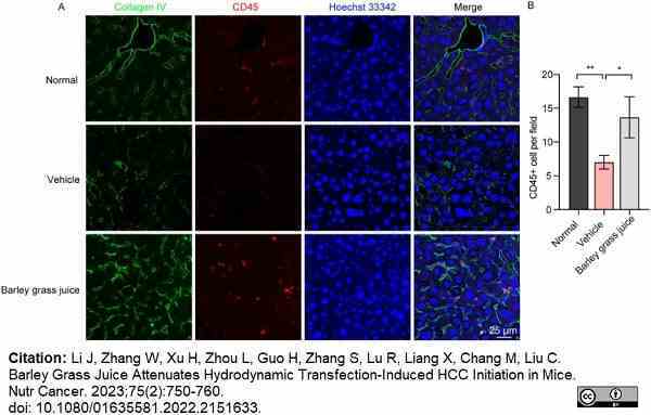 Anti Mouse Collagen IV Antibody gallery image 34