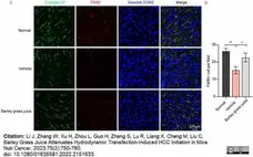 Anti Mouse Collagen IV Antibody gallery image 35