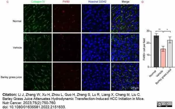 Anti Mouse Collagen IV Antibody gallery image 35