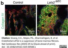 Anti Mouse Collagen IV Antibody gallery image 37