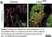 Anti Mouse Collagen IV Antibody thumbnail image 37