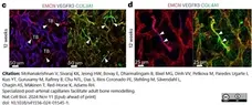 Anti Mouse Collagen IV Antibody gallery image 38