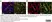 Anti Mouse Collagen IV Antibody thumbnail image 38