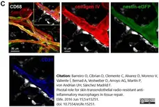 Anti Mouse Collagen IV Antibody gallery image 39