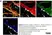 Anti Mouse Collagen IV Antibody thumbnail image 39