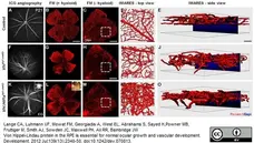 Anti Mouse Collagen IV Antibody gallery image 4