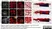 Anti Mouse Collagen IV Antibody thumbnail image 4