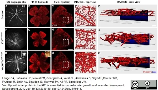 Anti Mouse Collagen IV Antibody gallery image 4
