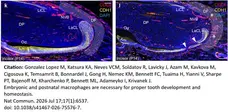 Anti Mouse Collagen IV Antibody gallery image 40