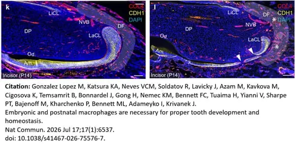 Anti Mouse Collagen IV Antibody gallery image 40