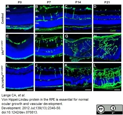 Anti Mouse Collagen IV Antibody gallery image 5