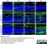 Anti Mouse Collagen IV Antibody thumbnail image 5