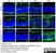 Anti Mouse Collagen IV Antibody thumbnail image 5