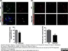 Anti Mouse Collagen IV Antibody gallery image 6