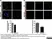 Anti Mouse Collagen IV Antibody thumbnail image 6