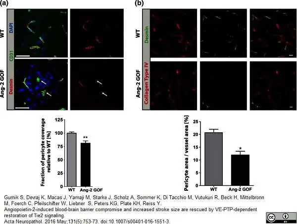 Anti Mouse Collagen IV Antibody gallery image 6