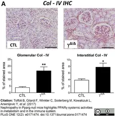 Anti Mouse Collagen IV Antibody gallery image 7