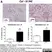 Anti Mouse Collagen IV Antibody thumbnail image 7