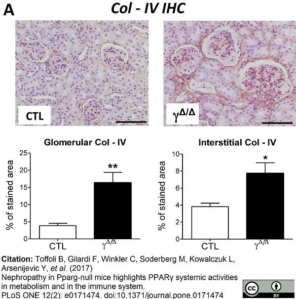 Anti Mouse Collagen IV Antibody gallery image 7