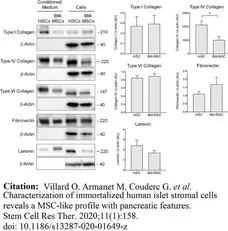 Anti Mouse Collagen IV Antibody gallery image 8