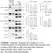 Anti Mouse Collagen IV Antibody thumbnail image 8