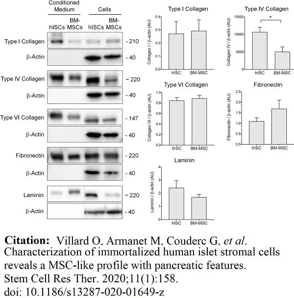 Anti Mouse Collagen IV Antibody gallery image 8
